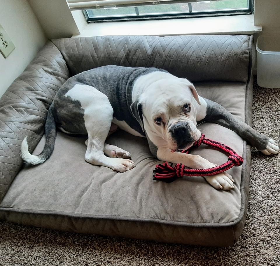 Otis, an adoptable American Bulldog, Mixed Breed in Lexington, KY, 40505 | Photo Image 6