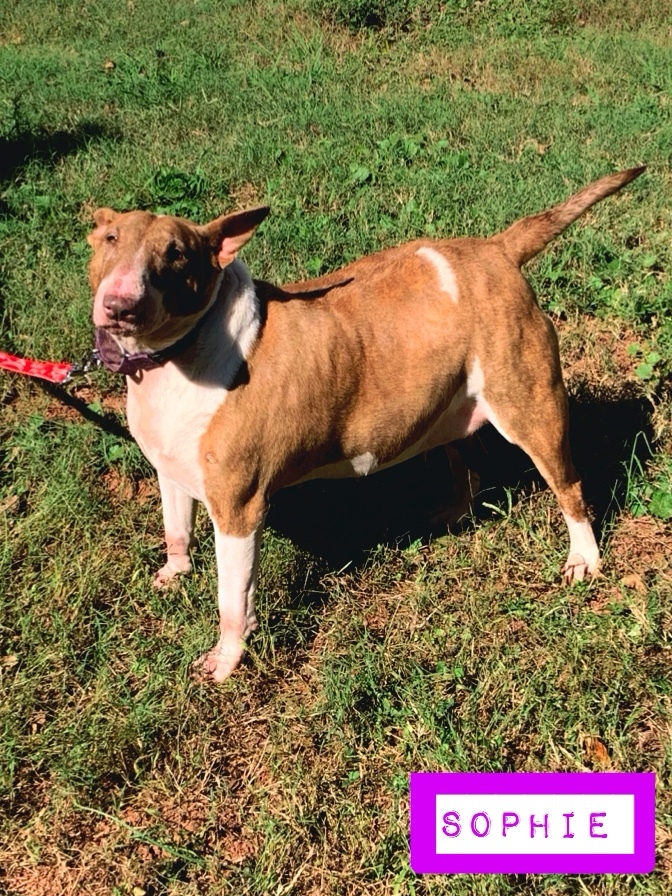 Sophie , an adoptable Bull Terrier in Stockbridge, GA, 30281 | Photo Image 1