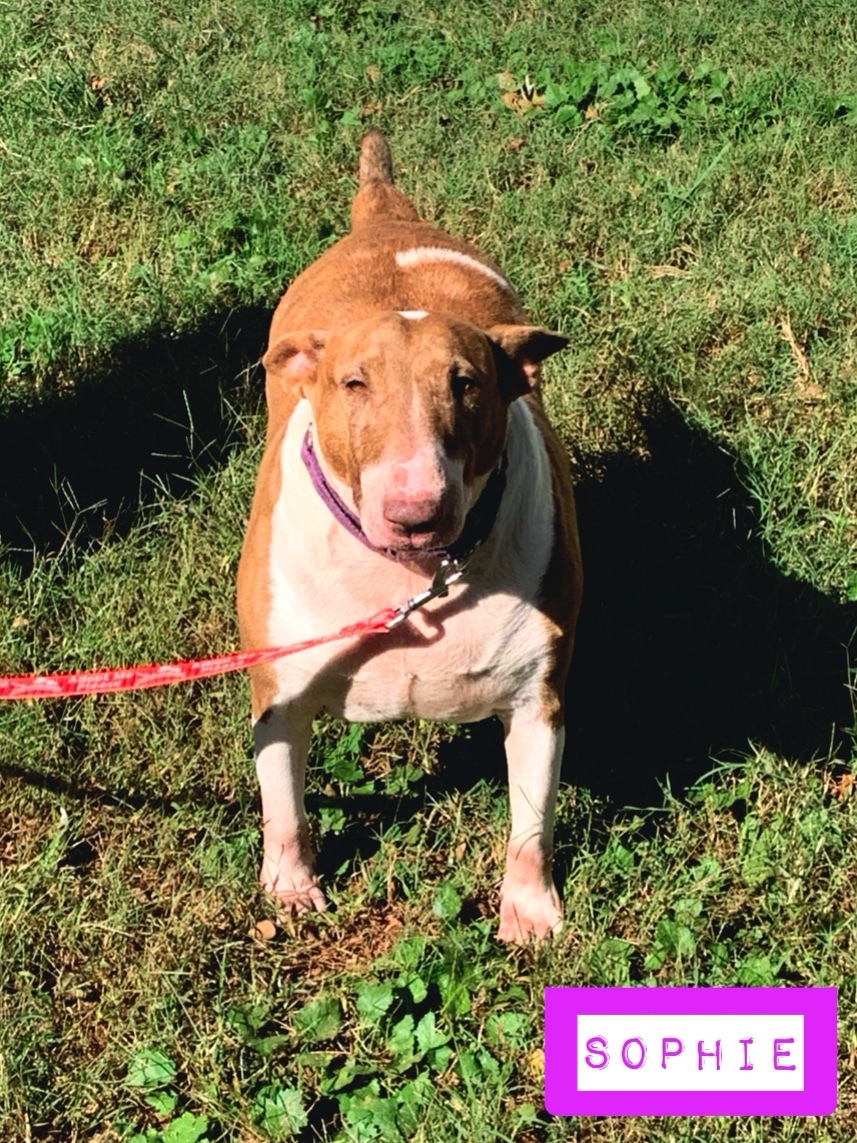 Sophie , an adoptable Bull Terrier in Stockbridge, GA, 30281 | Photo Image 2
