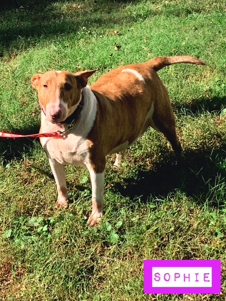 Sophie , an adoptable Bull Terrier in Stockbridge, GA, 30281 | Photo Image 3