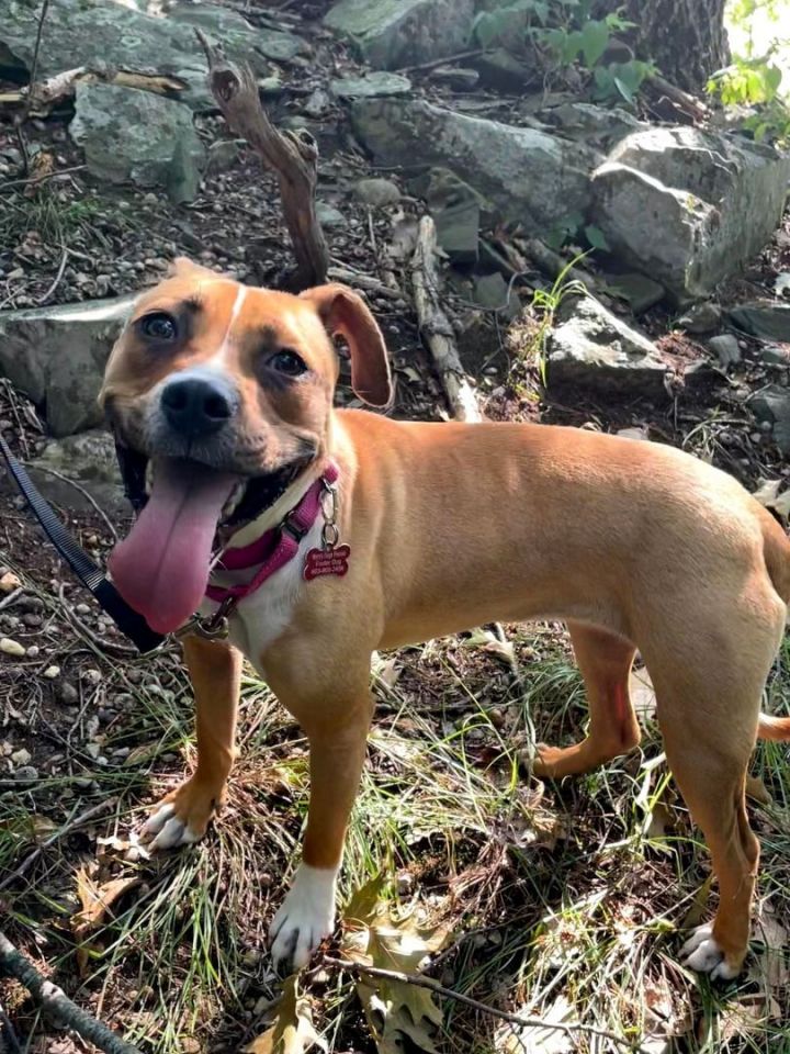 Xena *HERE IN NH*, an adoptable Mixed Breed in Northwood, NH_image-3