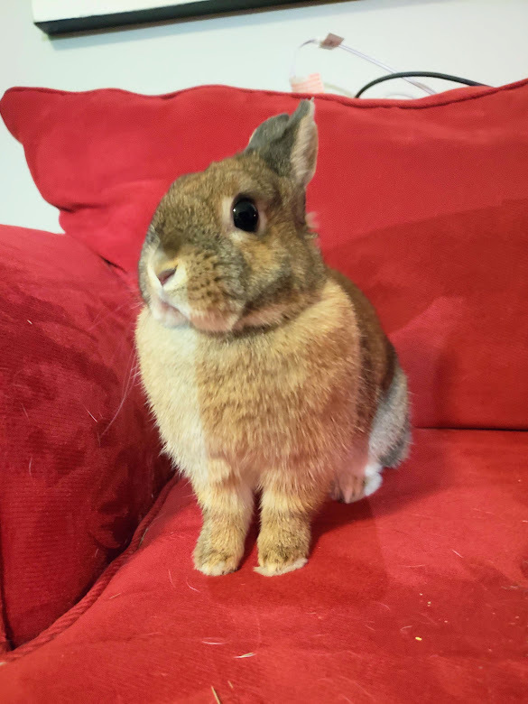 Hannah, an adopted Netherland Dwarf in Philadelphia , PA_image-1