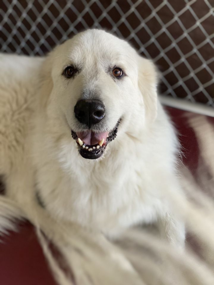 Willow & Laci, an adoptable Great Pyrenees in Saint Louis, MO_image-2