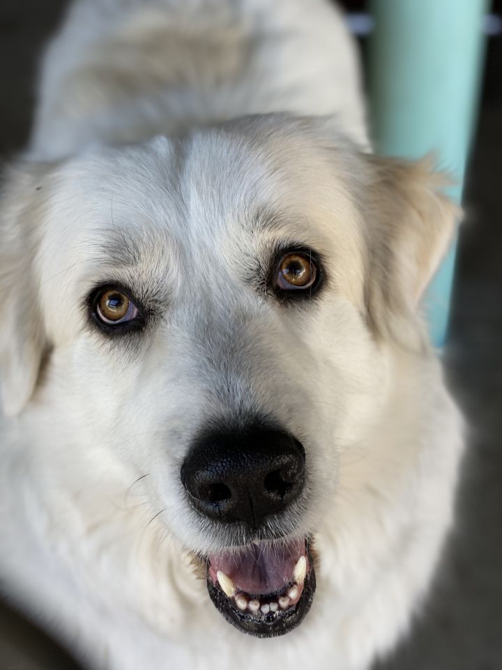 Willow & Laci, an adoptable Great Pyrenees in Saint Louis, MO_image-3