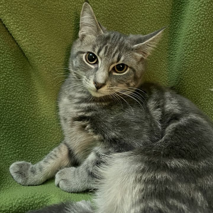 Shelby A-4687, an adopted Tabby in Lansing, MI_image-2