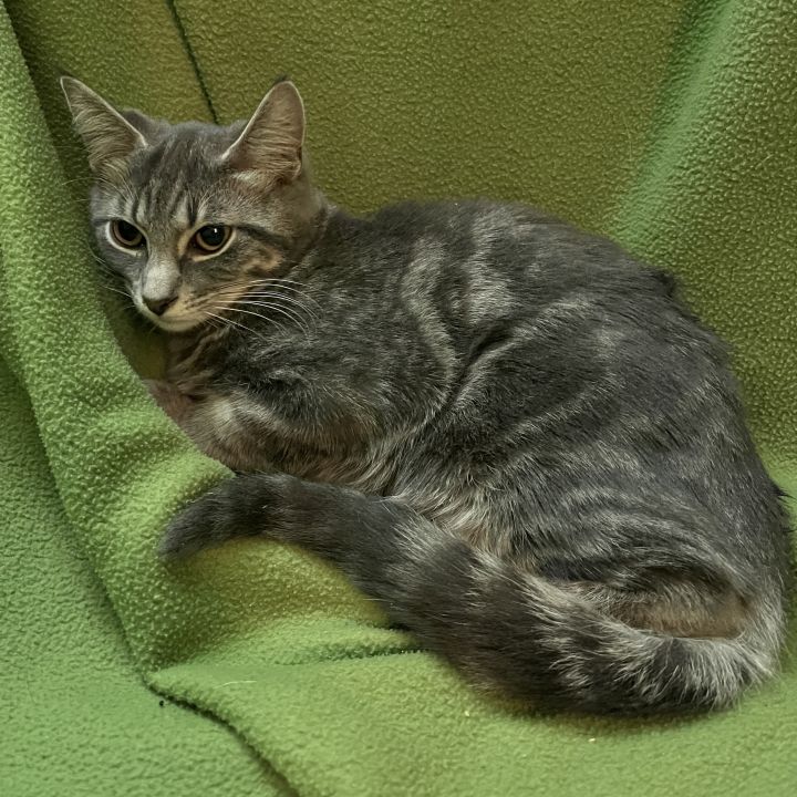 Shelby A-4687, an adopted Tabby in Lansing, MI_image-4