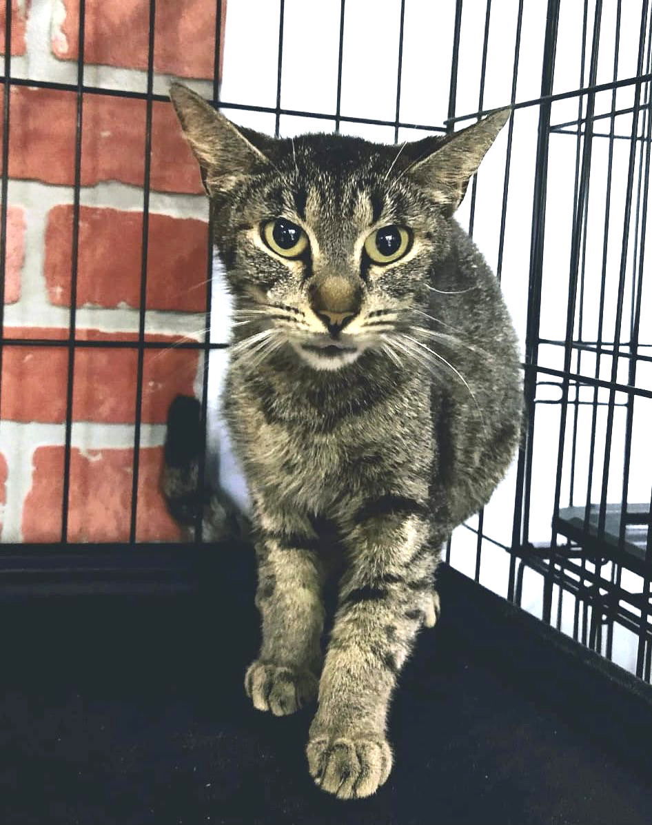 Carla, an adoptable American Shorthair in Margate, FL, 33068 | Photo Image 1