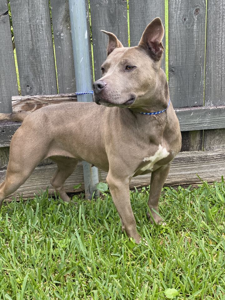 dog-for-adoption-bluey-an-american-staffordshire-terrier-in