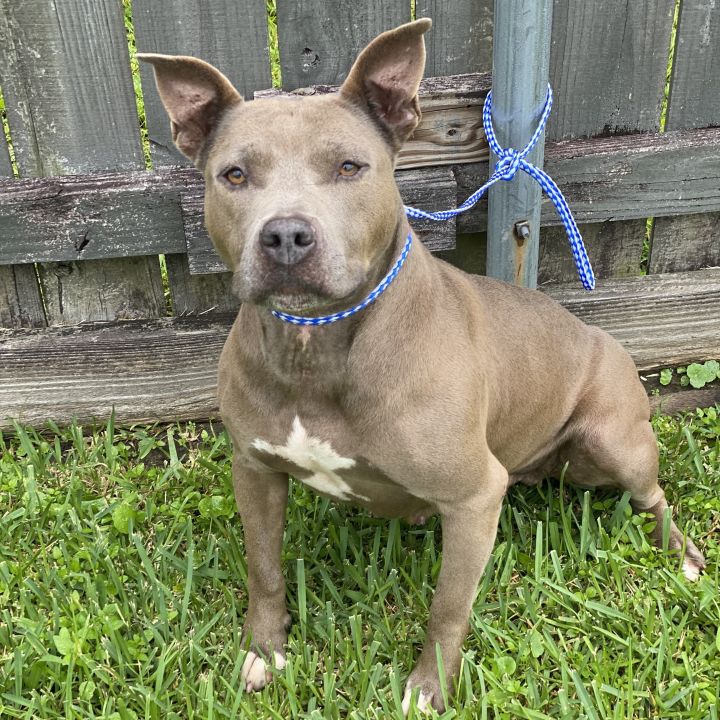 dog-for-adoption-bluey-an-american-staffordshire-terrier-in