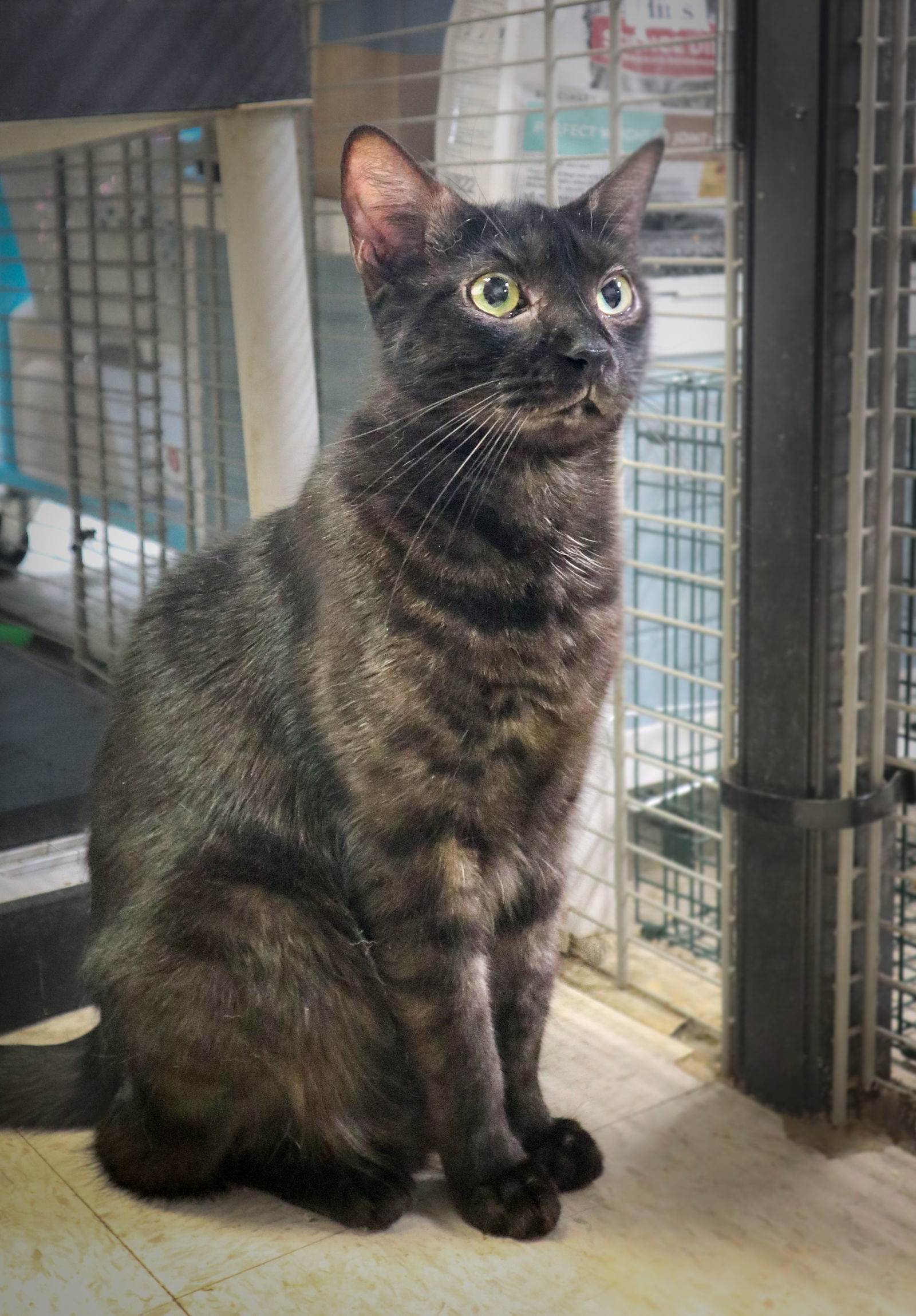 Georgie, an adoptable Domestic Short Hair in Margate, FL, 33068 | Photo Image 1