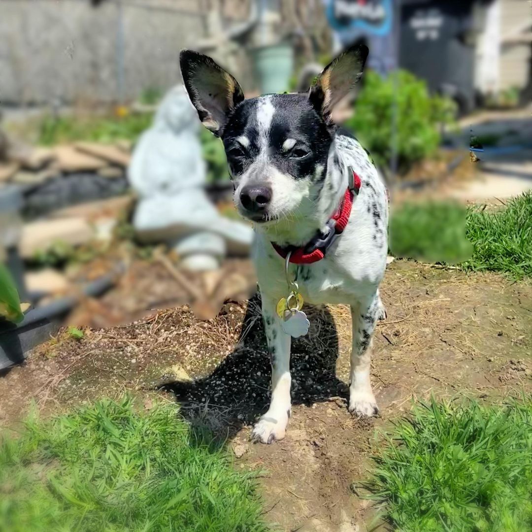 Cookie, an adoptable Rat Terrier in Chatham, ON, N7M 2Z7 | Photo Image 2