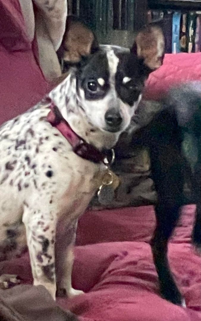 Cookie, an adoptable Rat Terrier in Chatham, ON, N7M 2Z7 | Photo Image 3