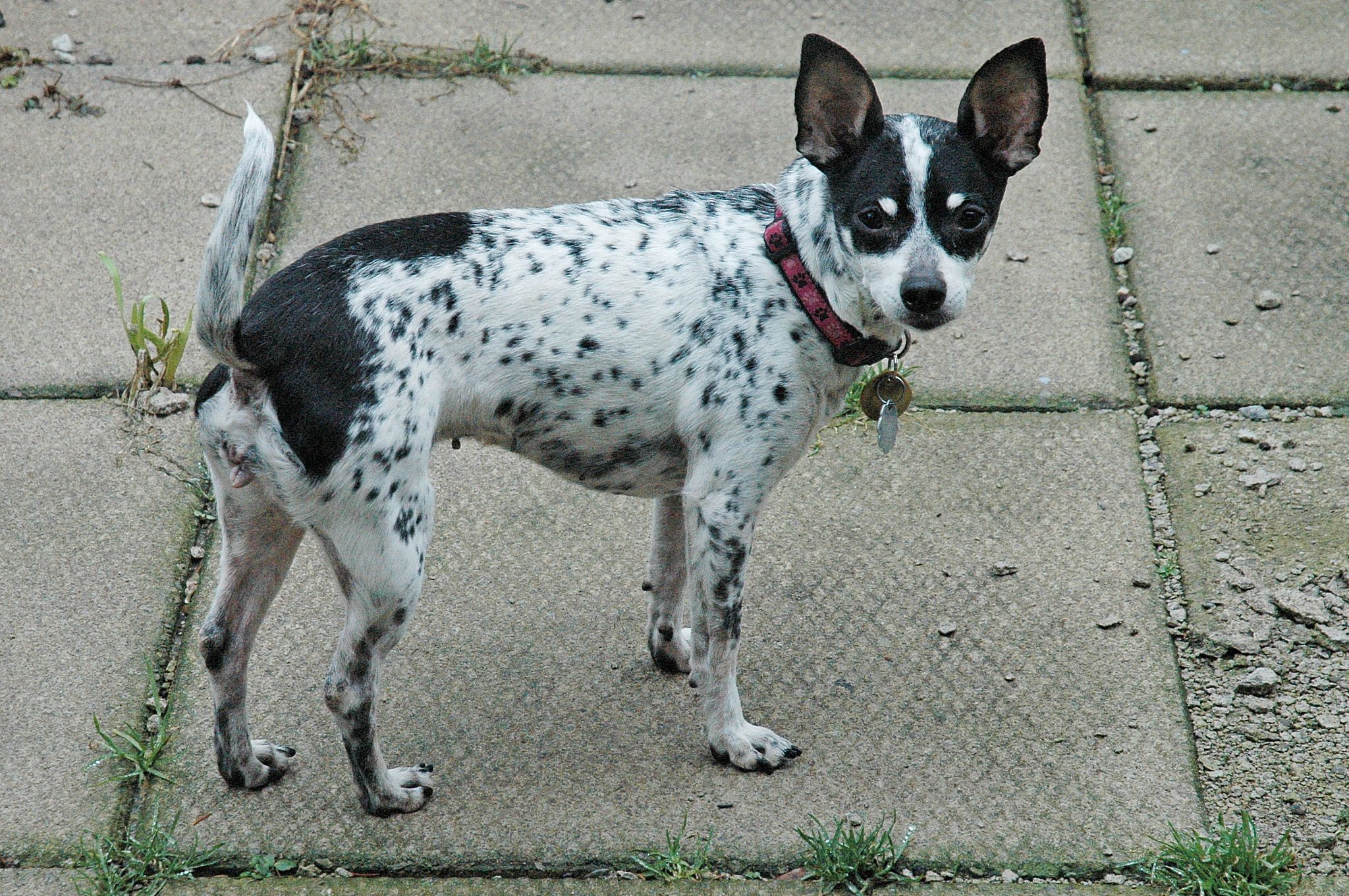 Cookie, an adoptable Rat Terrier in Chatham, ON, N7M 2Z7 | Photo Image 4