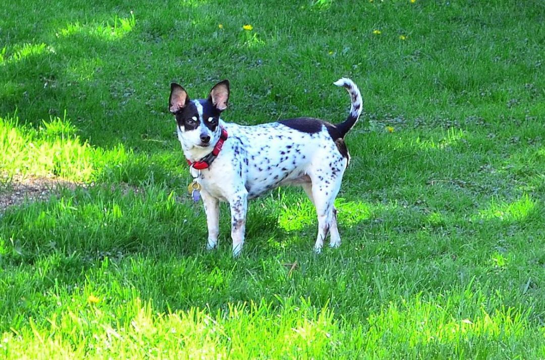 Cookie, an adoptable Rat Terrier in Chatham, ON, N7M 2Z7 | Photo Image 1