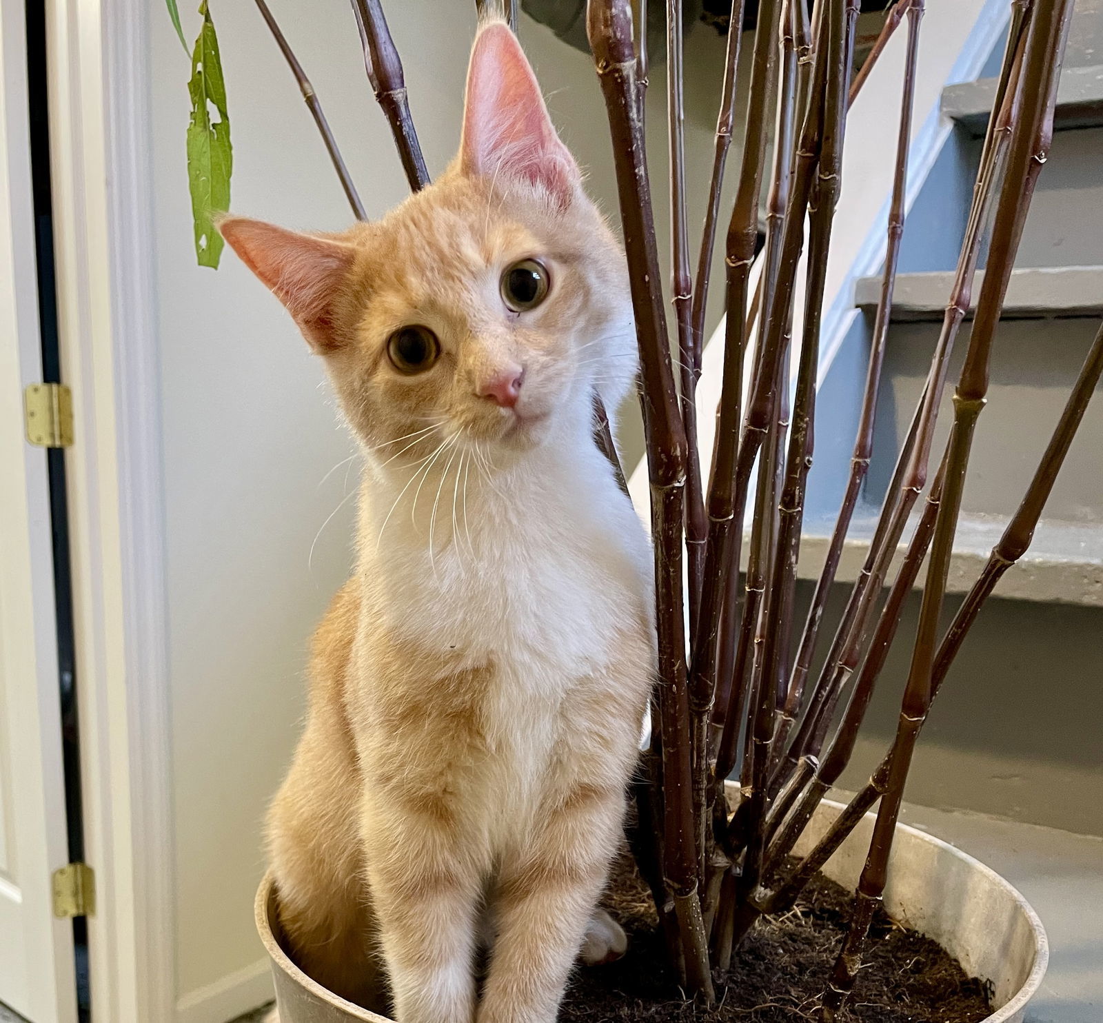 Remy, an adoptable Domestic Short Hair in Florence, KY, 41022 | Photo Image 3