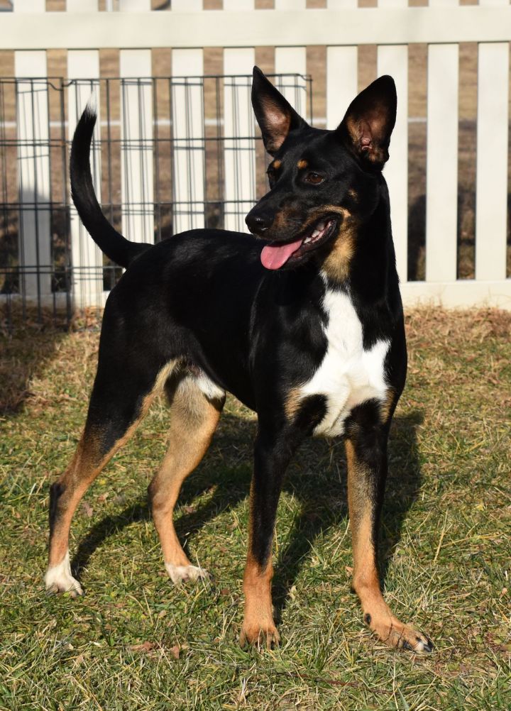 Mini pinscher german shepherd hot sale mix