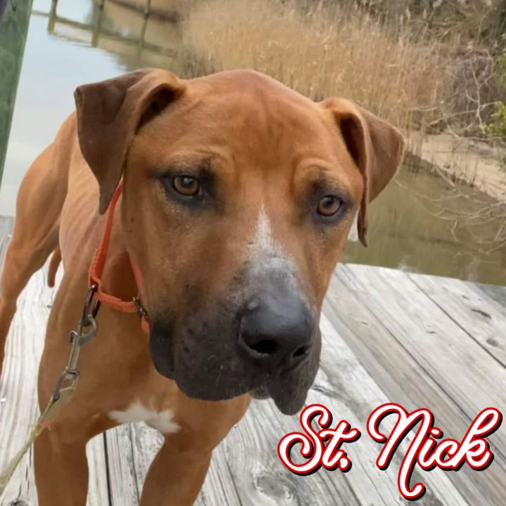 St. Nick, an adoptable American Staffordshire Terrier & Boxer Mix in huntingtown, MD_image-1
