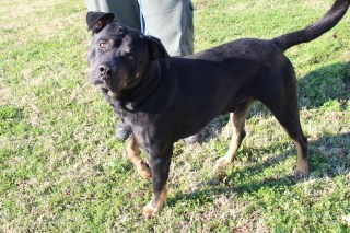 Hulk, an adoptable Rottweiler, Labrador Retriever in Olive Branch, MS, 38654 | Photo Image 1