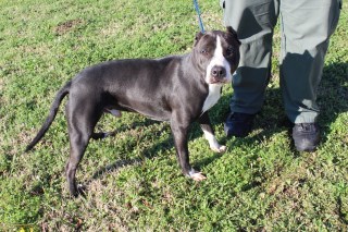 Monte, an adoptable Pit Bull Terrier, Labrador Retriever in Olive Branch, MS, 38654 | Photo Image 1