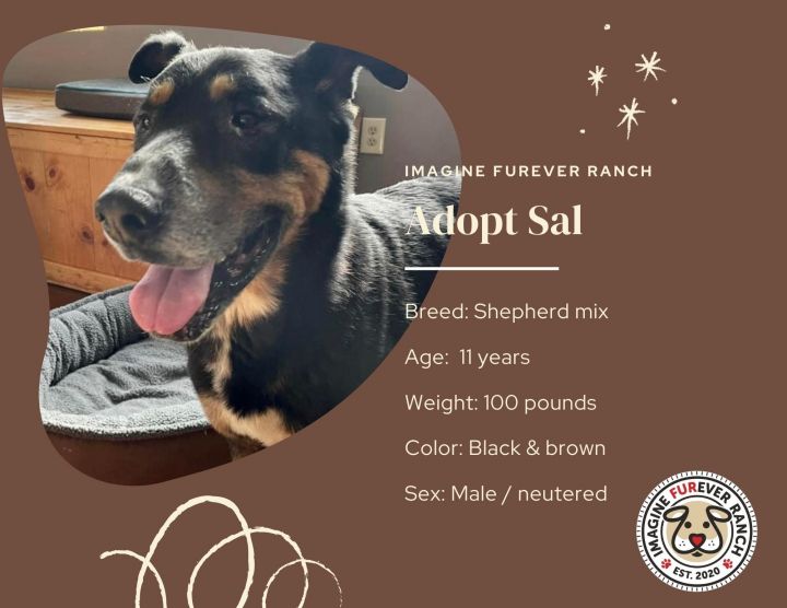 Sal, an adoptable German Shepherd Dog Mix in Shawnee, KS_image-3