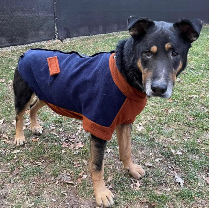 Sal, an adoptable German Shepherd Dog Mix in Shawnee, KS_image-5