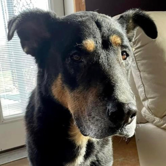 Sal, an adoptable German Shepherd Dog Mix in Shawnee, KS_image-1