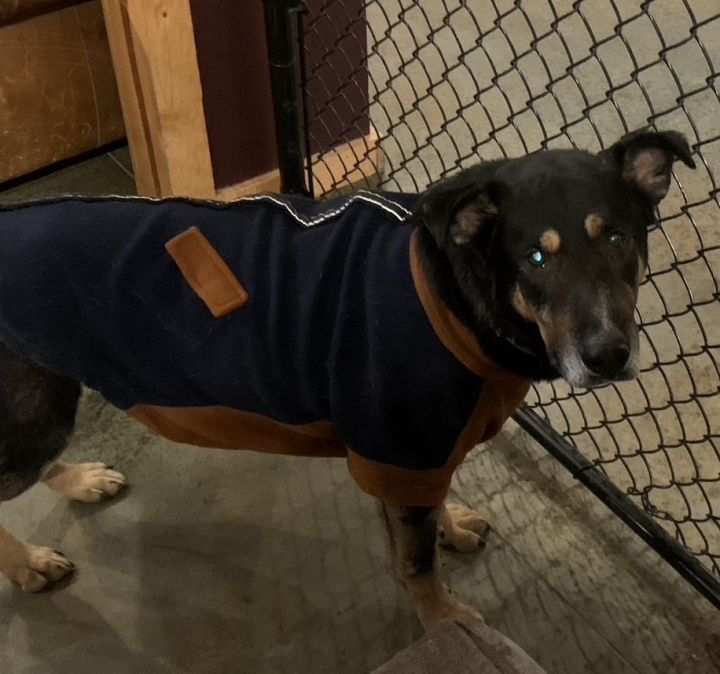 Sal, an adoptable German Shepherd Dog Mix in Shawnee, KS_image-6