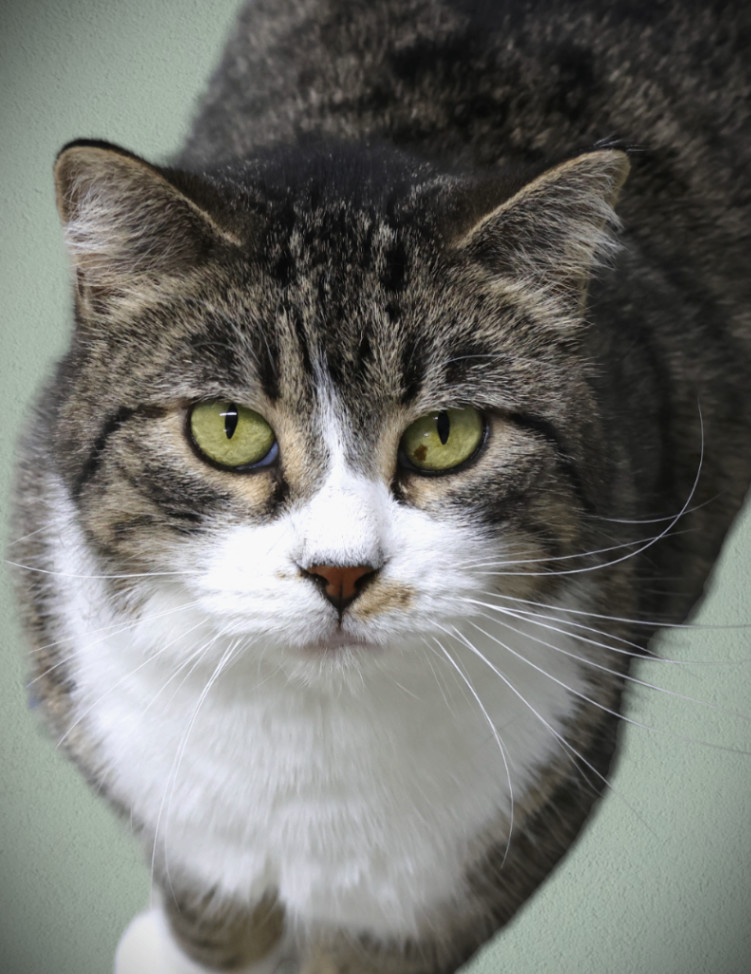 Mr Kitty, an adoptable Domestic Medium Hair in Thief River Falls, MN, 56701 | Photo Image 1