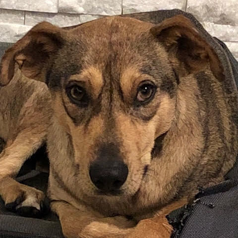 Roxy, an adoptable German Shepherd Dog Mix in Carlsbad, CA_image-2