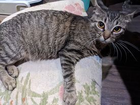 Kora, an adopted Domestic Short Hair in Newcastle, OK_image-2