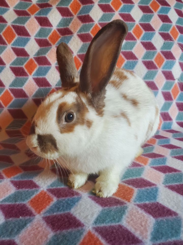 Miranda, an adoptable Bunny Rabbit in Albuquerque, NM_image-1