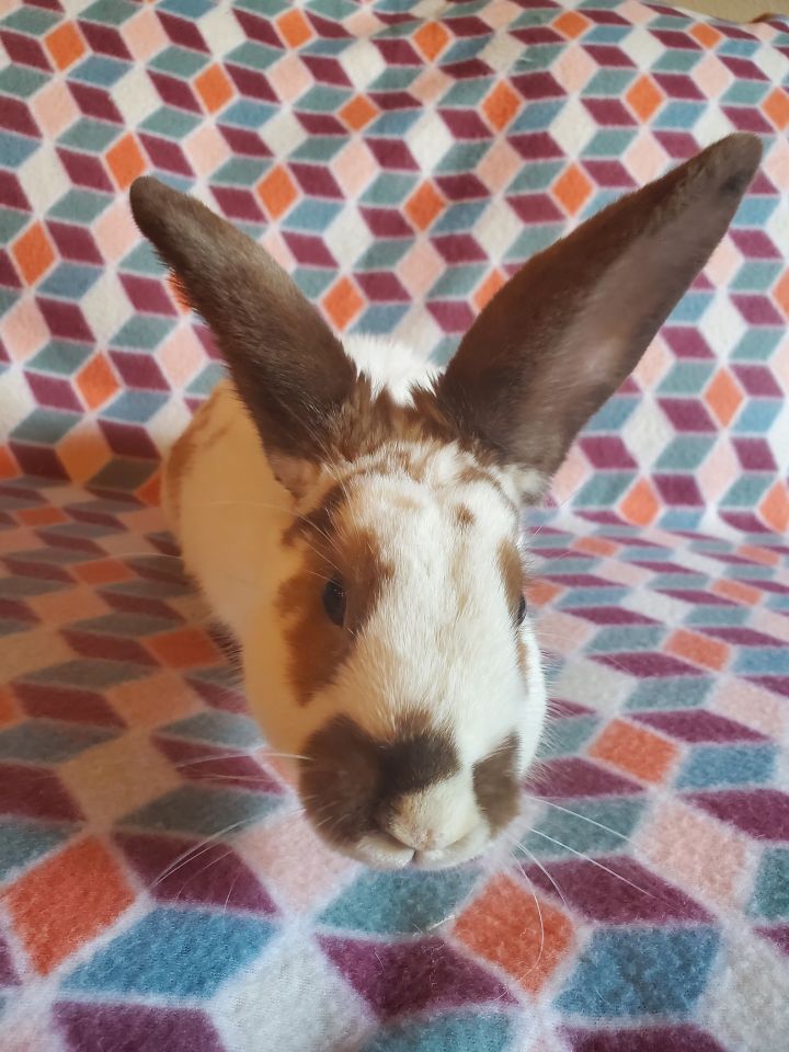 Miranda, an adoptable Bunny Rabbit in Albuquerque, NM_image-2
