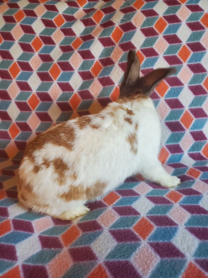 Miranda, an adoptable Bunny Rabbit in Albuquerque, NM_image-3