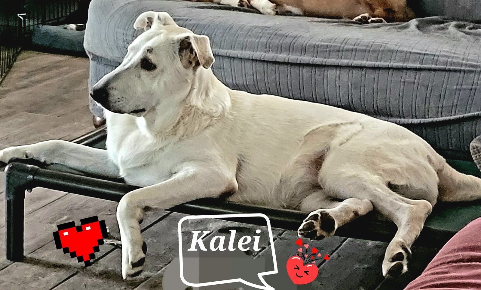 Kalei, an adoptable Great Pyrenees, Shepherd in Houston, TX, 77205 | Photo Image 1