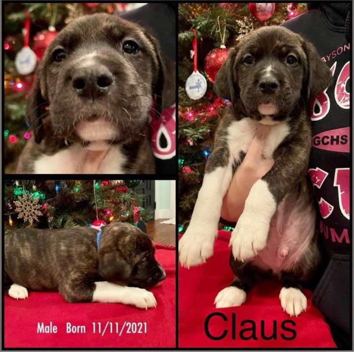 Claus 2