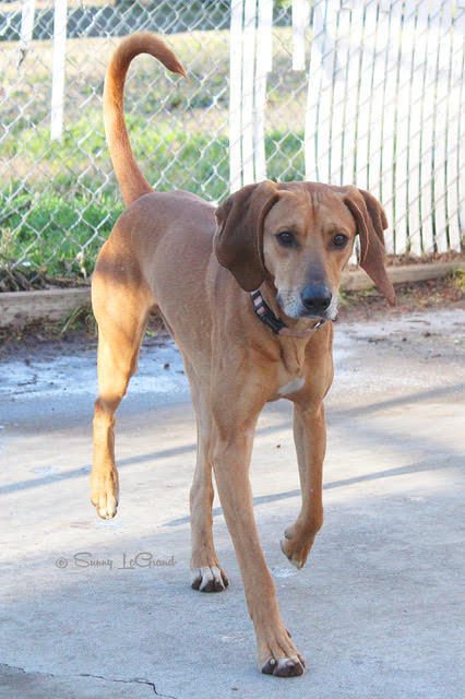 ELVIS, an adoptable Redbone Coonhound in Phoenix, OR_image-2