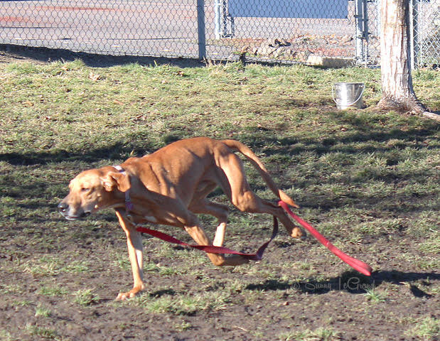 ELVIS, an adoptable Redbone Coonhound in Phoenix, OR_image-4