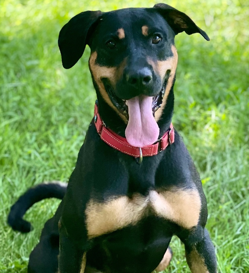 Rot clearance shepherd mix