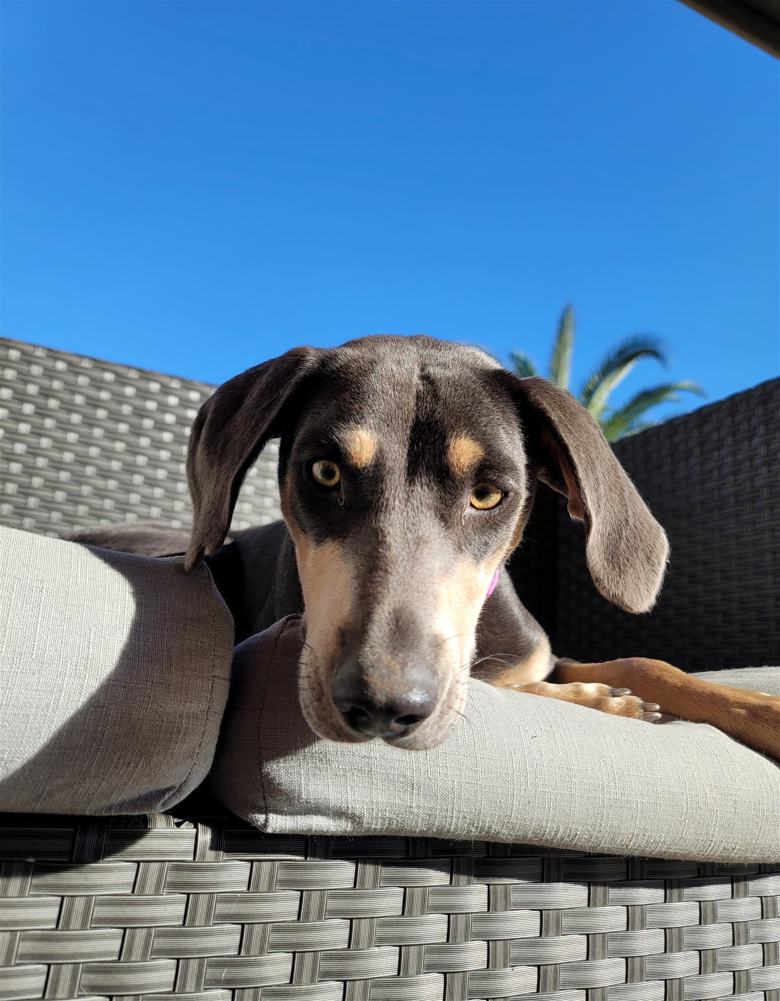 Maeve, an adoptable Hound in Scottsdale, AZ, 85251 | Photo Image 1