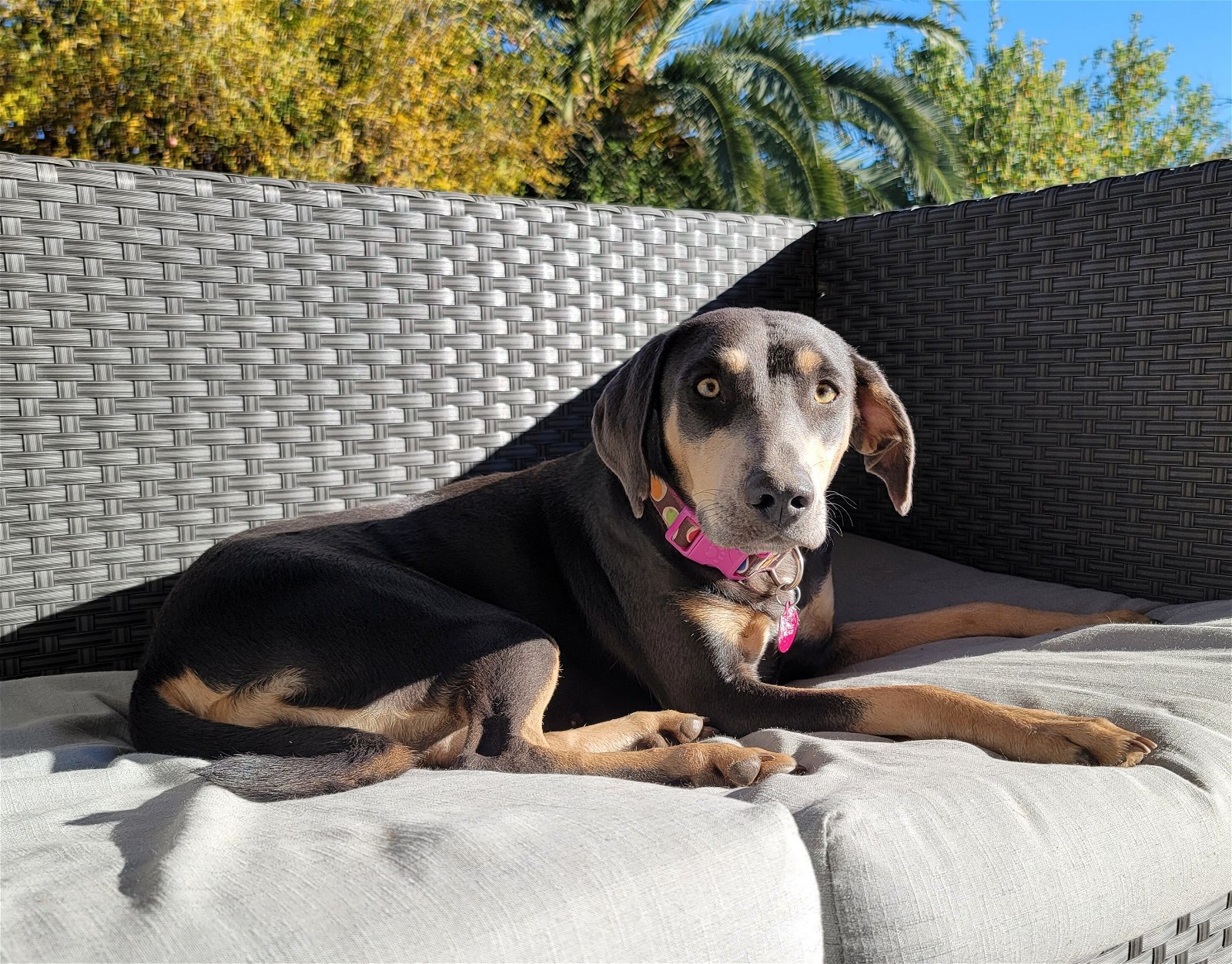 Maeve, an adoptable Hound in Scottsdale, AZ, 85251 | Photo Image 2