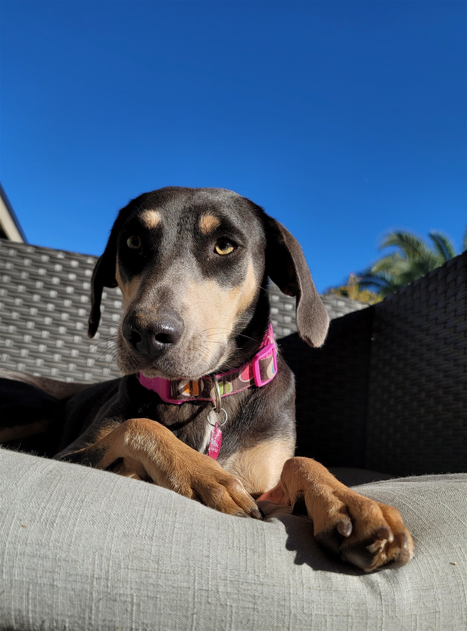 Maeve, an adoptable Hound in Scottsdale, AZ, 85251 | Photo Image 3