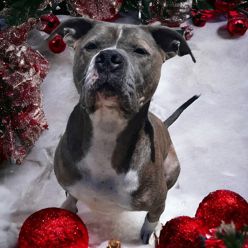 Percy, an adoptable American Staffordshire Terrier in Wilmington, OH, 45177 | Photo Image 1