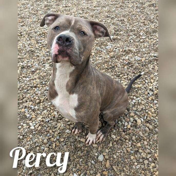 Percy, an adoptable American Staffordshire Terrier in Wilmington, OH, 45177 | Photo Image 6