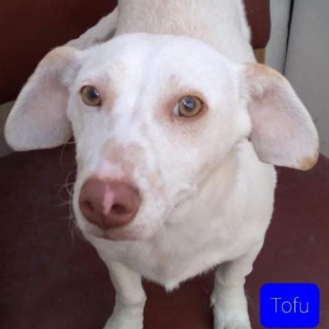 Tofu, an adoptable Labrador Retriever Mix in San Diego, CA_image-3