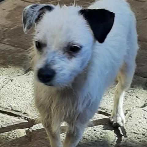 Chico, an adoptable Terrier in San Diego, CA_image-1