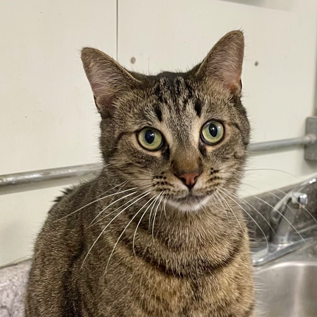 TIGER, an adoptable Domestic Short Hair in Battle Creek, MI, 49017 | Photo Image 1