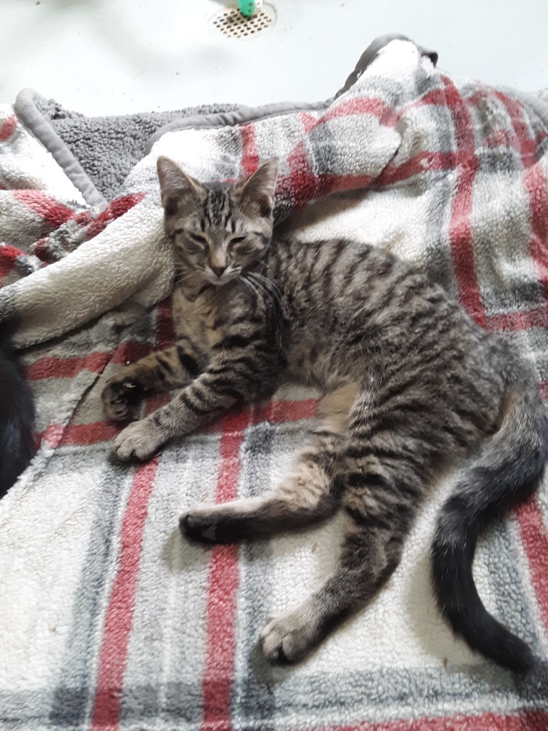 TIGER, an adoptable Domestic Short Hair in Battle Creek, MI, 49017 | Photo Image 3