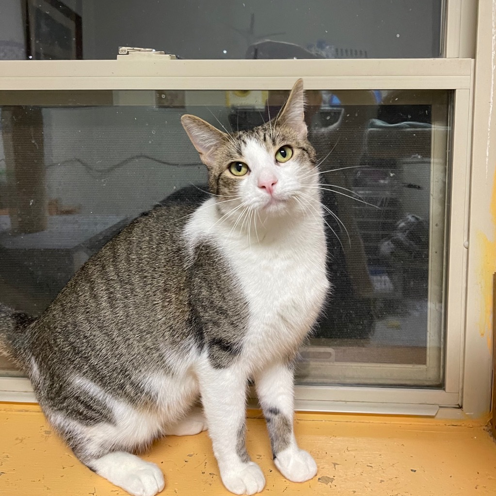 SKITTLES, an adoptable Domestic Short Hair in Battle Creek, MI, 49017 | Photo Image 1