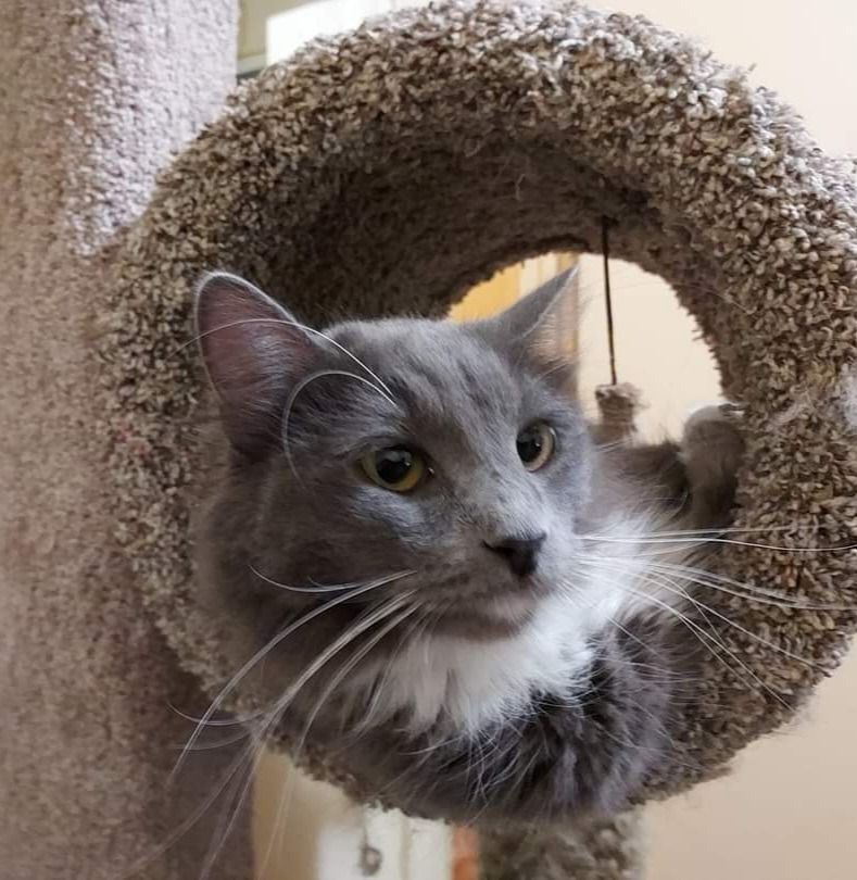 Princess Valentina, an adoptable Domestic Medium Hair in Salt Lake City, UT, 84117 | Photo Image 1