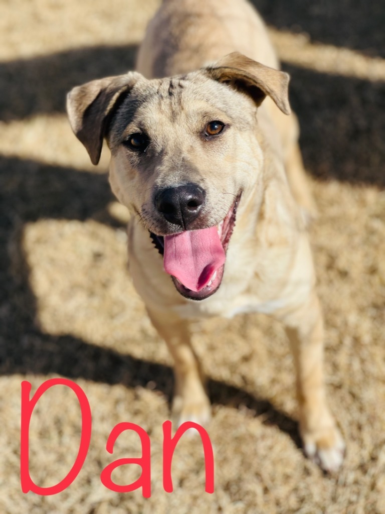 Dan, an adoptable Rhodesian Ridgeback, German Shepherd Dog in Big Spring, TX, 79720 | Photo Image 1